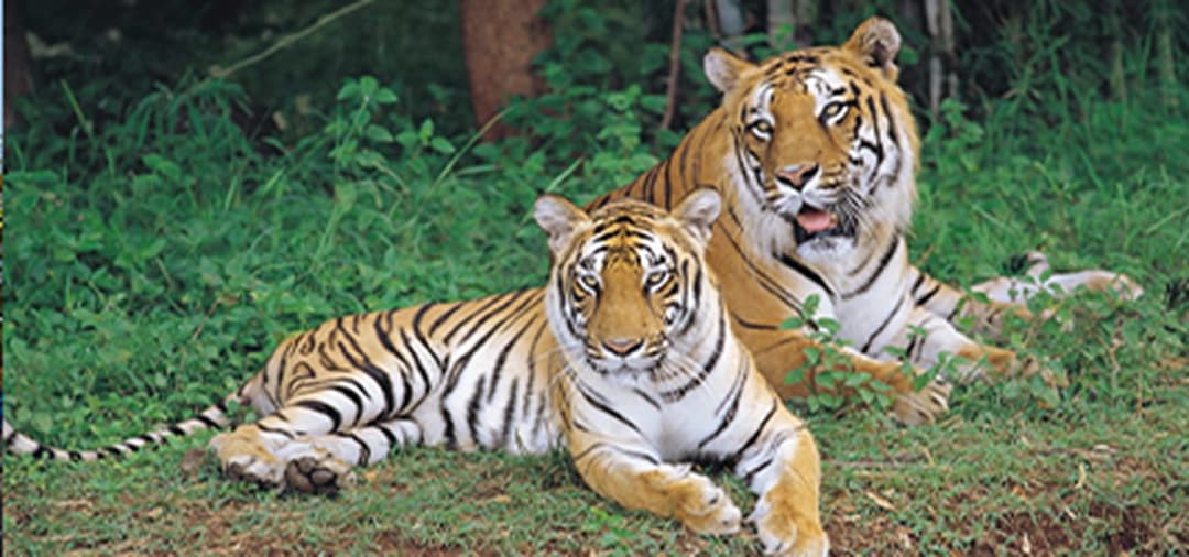 Bannerghatta Biological Park Bannerghatta Biological Park