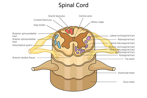 spinal cord